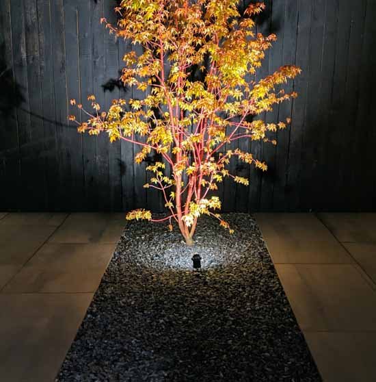 Feature Tree Lighting Cheshire