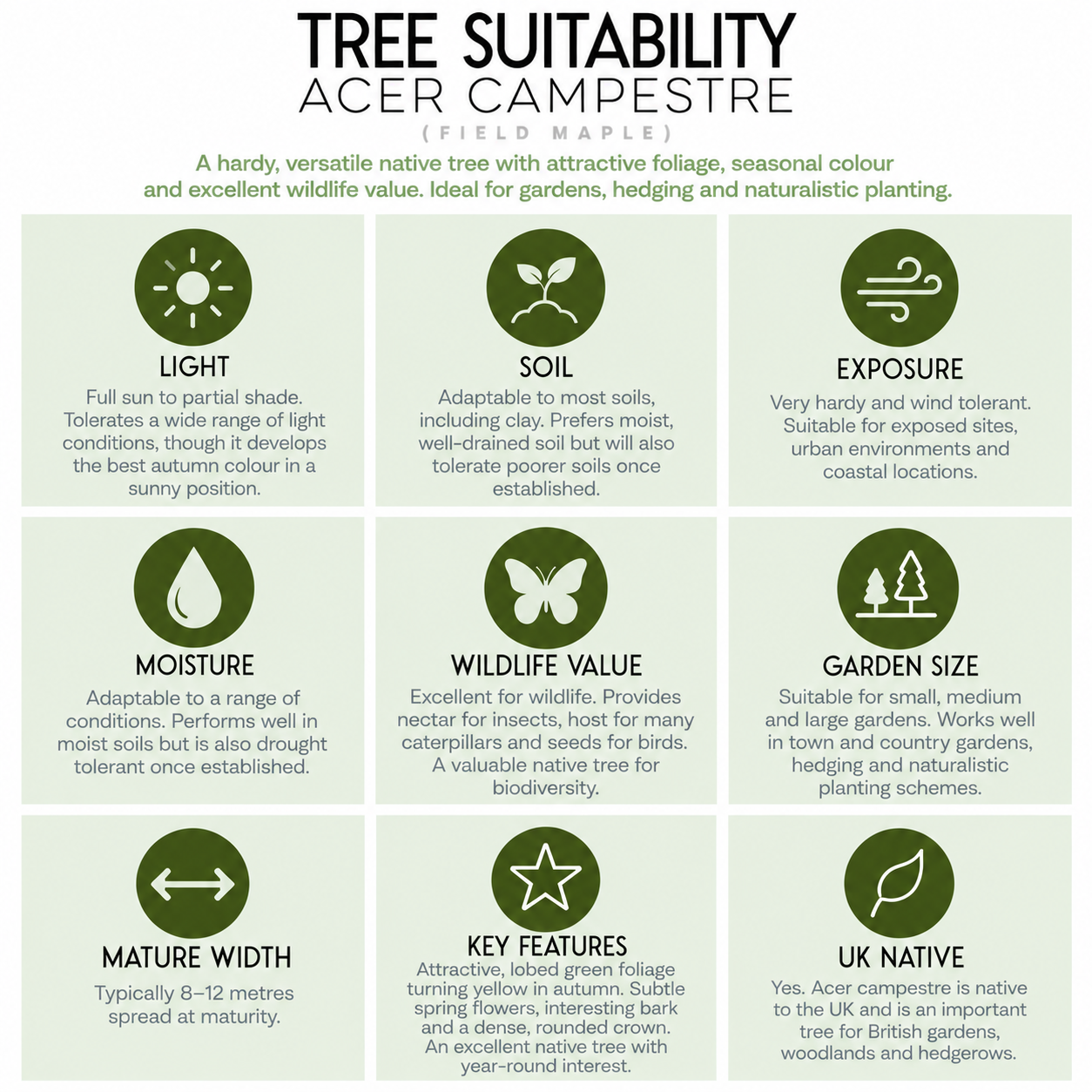 tree-suitability-guide-acer-campestre.png