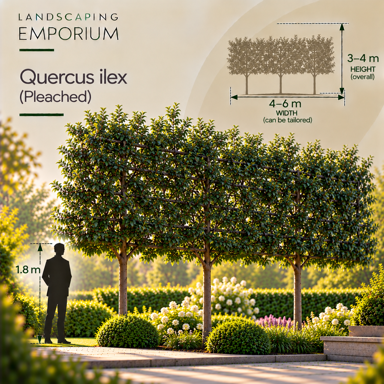 Quercus ilex (Pleached) - Pleached Holm Oak