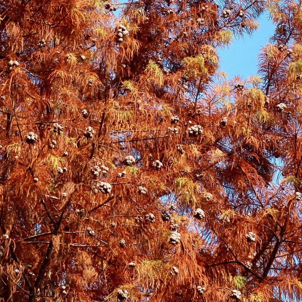taxodium-distichum-branches.jpg