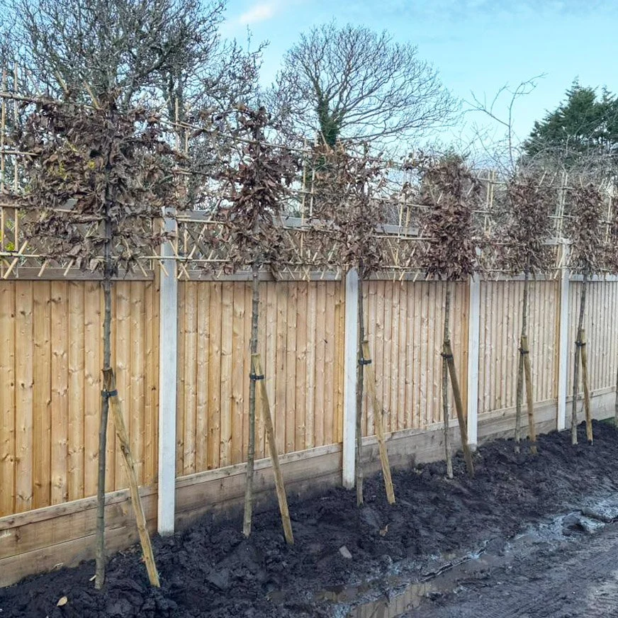Pleached Hornbeam (Rootballed)