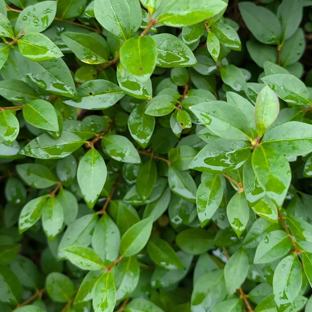 Ligustrum-ovalifolium-hedge.jpg