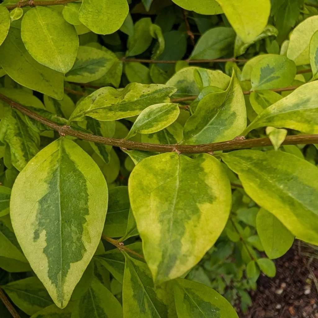 Ligustrum-ovalifolium-Aureum-hedging-foliage-close-up.jpg