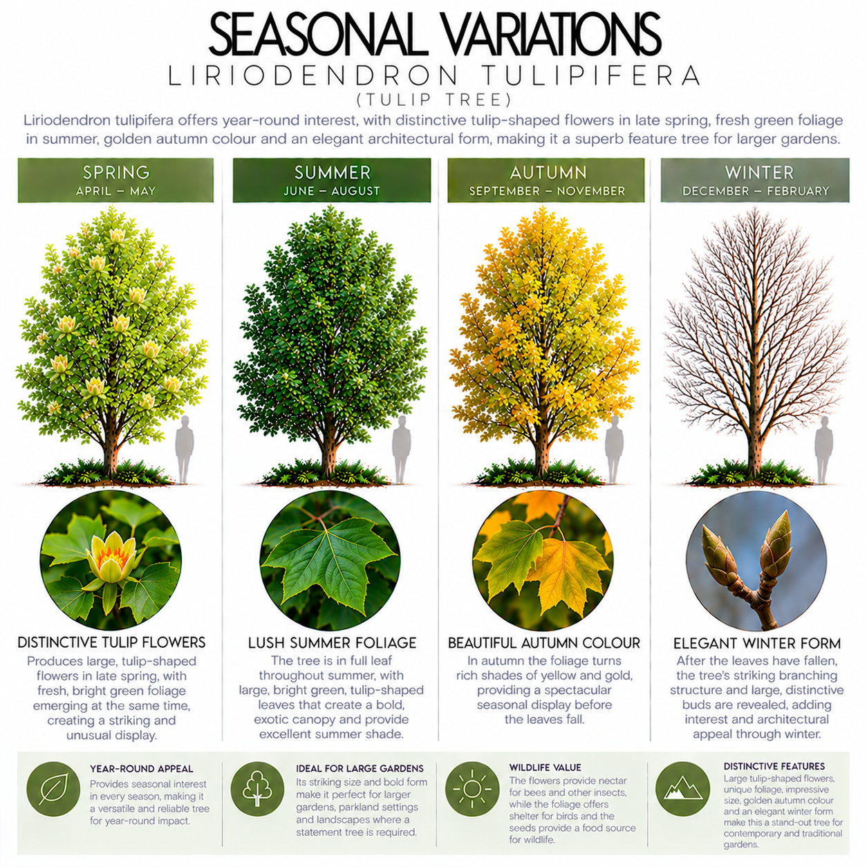liriodendron-tulipifera-seasonal-variation.png