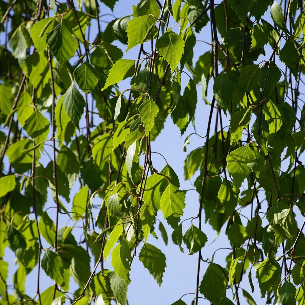betual-pendula-summer-foliage.jpg