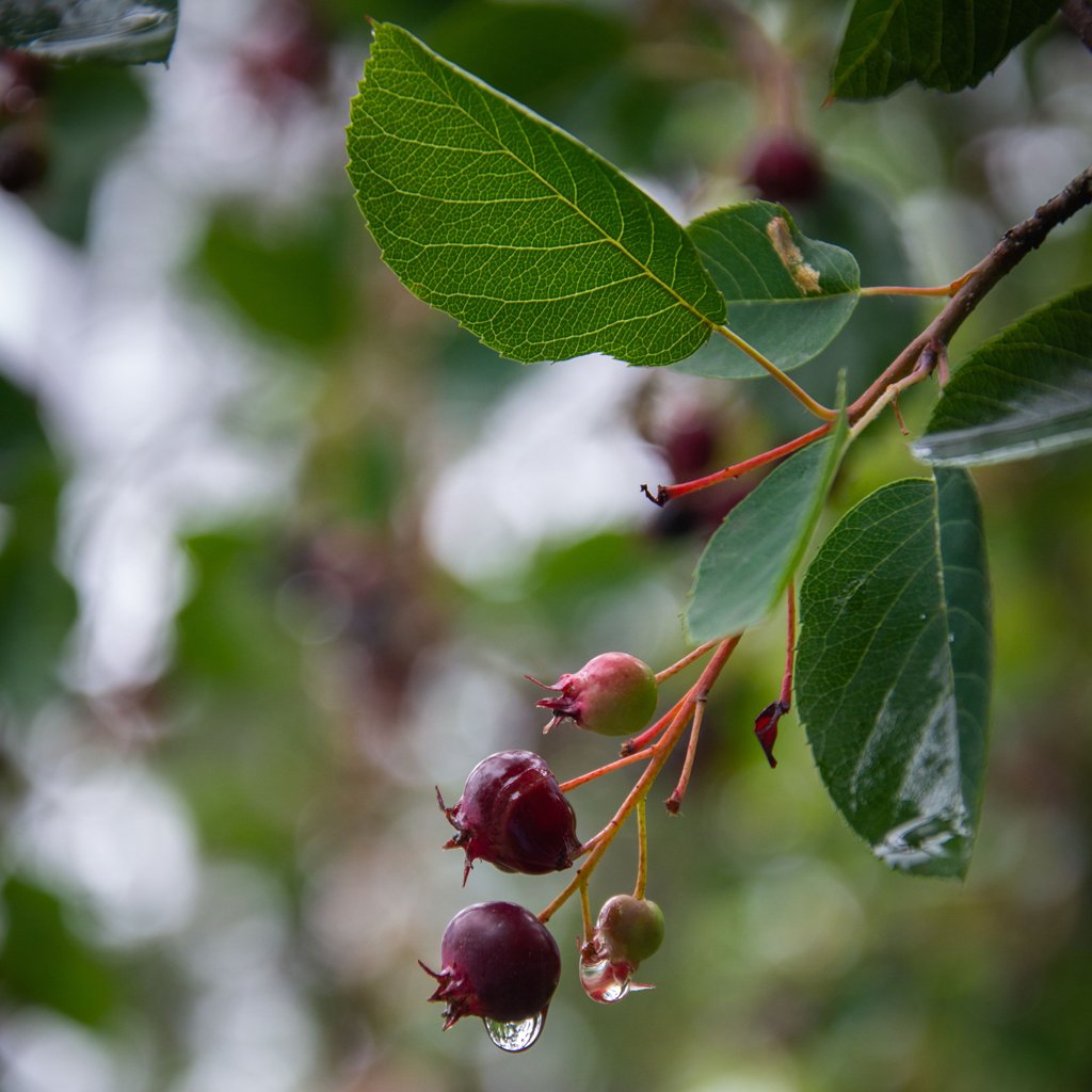 Amalanchier-lamarckii-tree-berries.jpg
