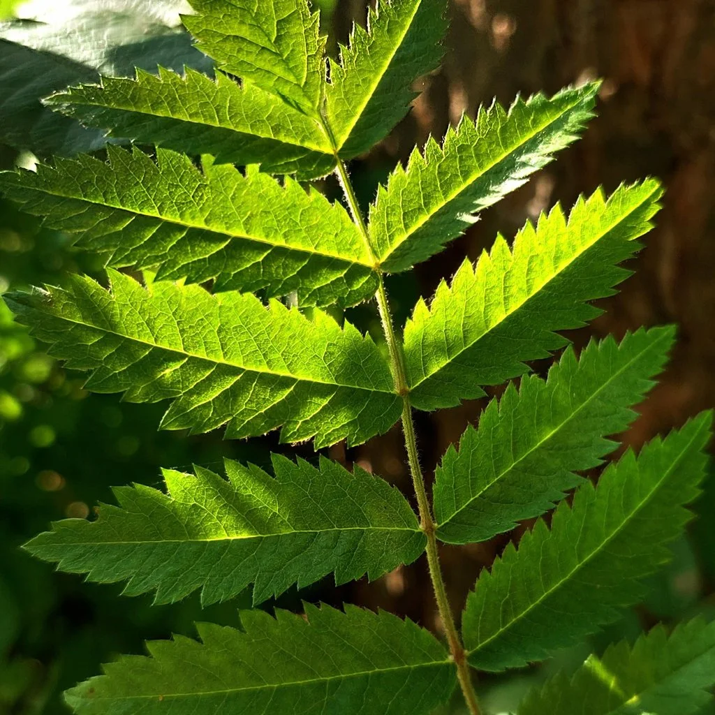 sorbus-aucuparia-hedging-summer-leaf.jpg