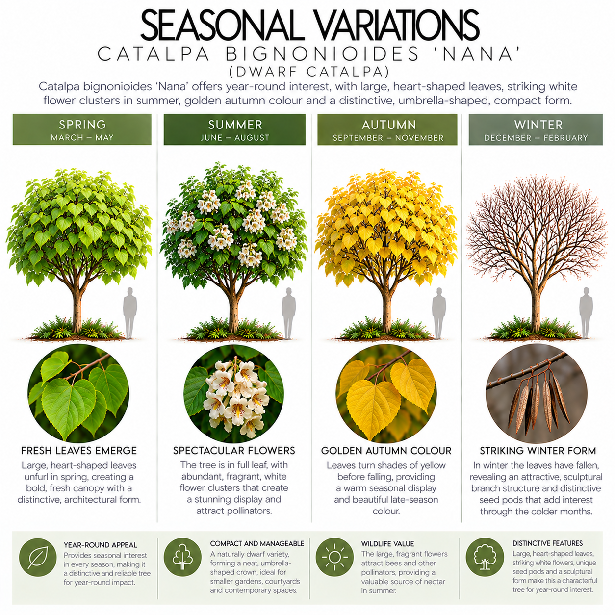catalpa-bignoides-nana-seasonal-variation.png