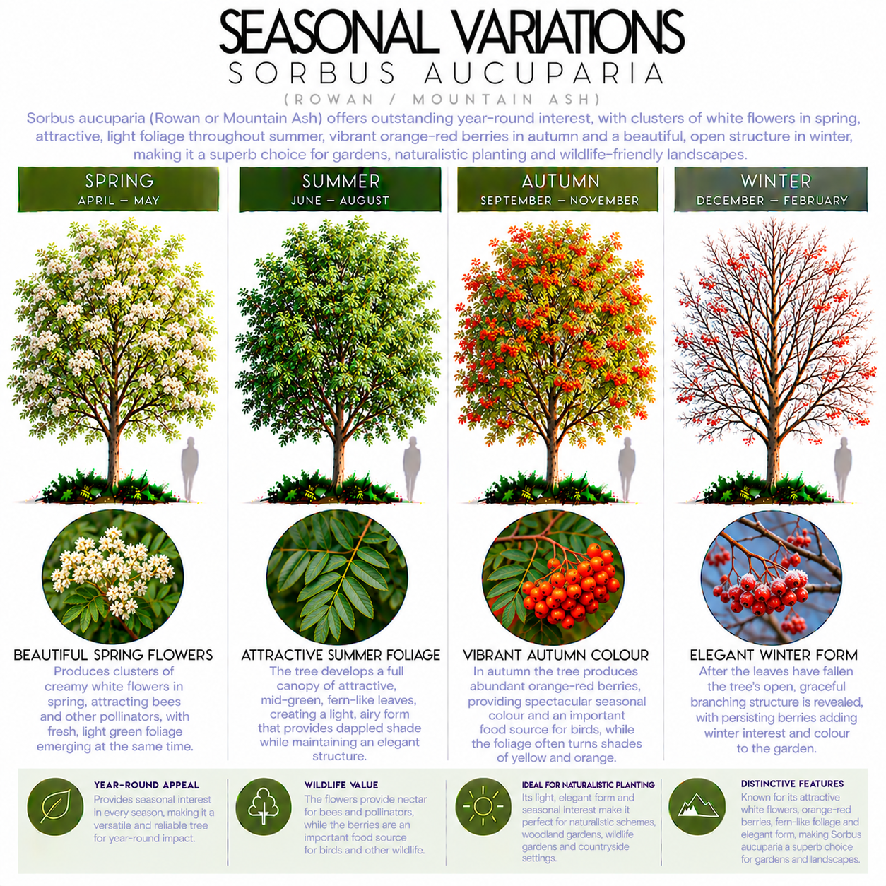 sorbus-aucuparia-seasonal-variation.png