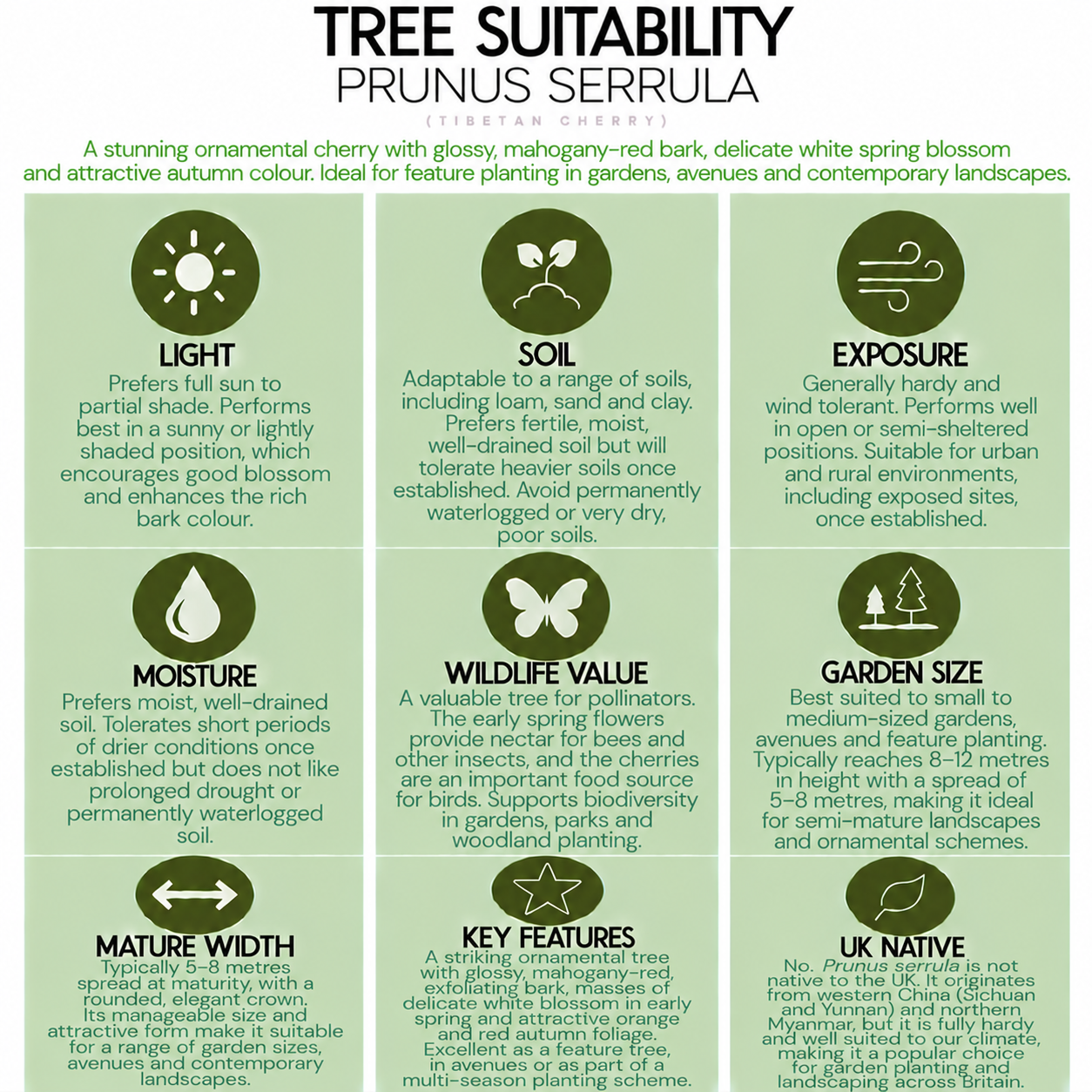 tree-suitability-guide-prunus-serrula.png