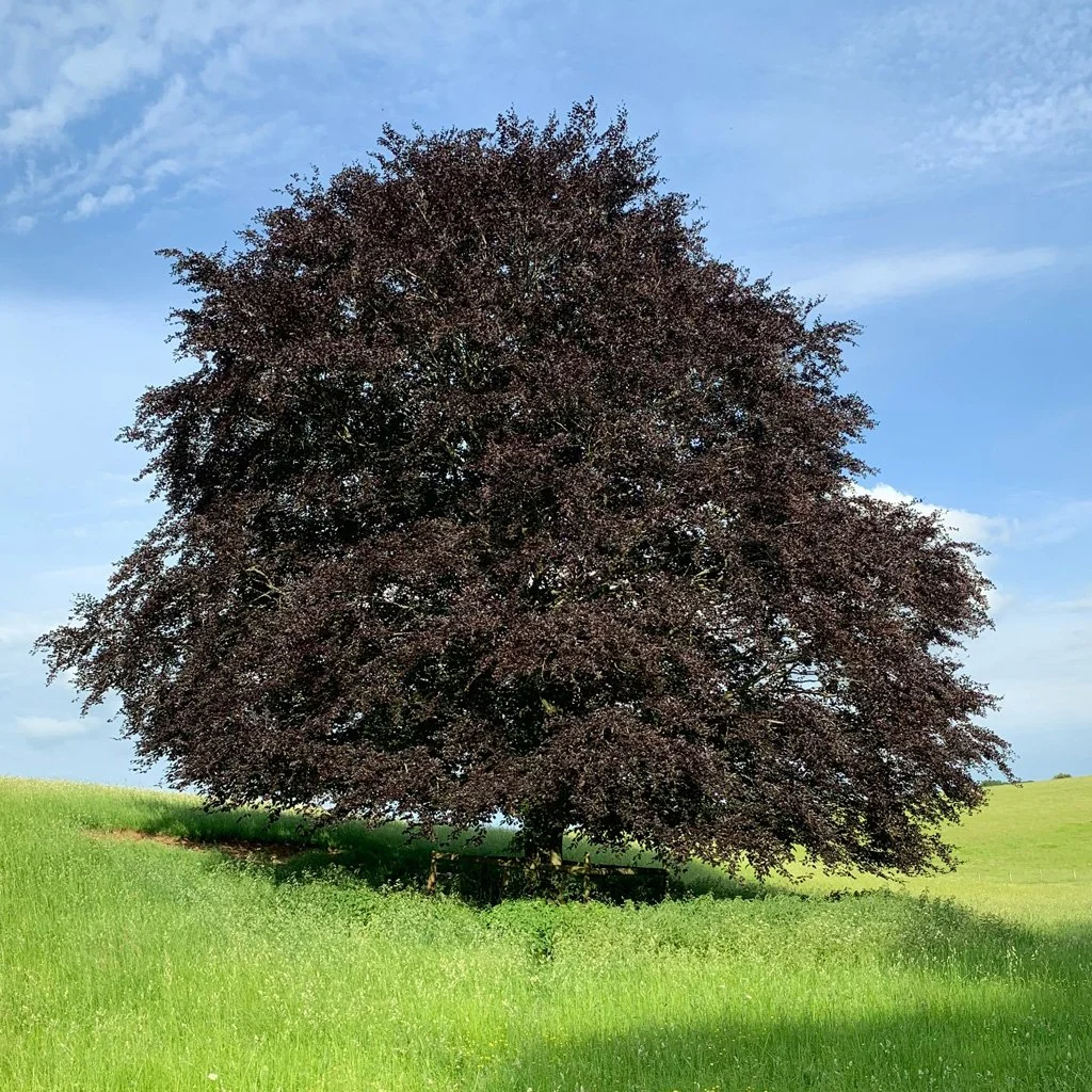 Fagus sylvatica 'Atropunicea' - Purple Beech Tree
