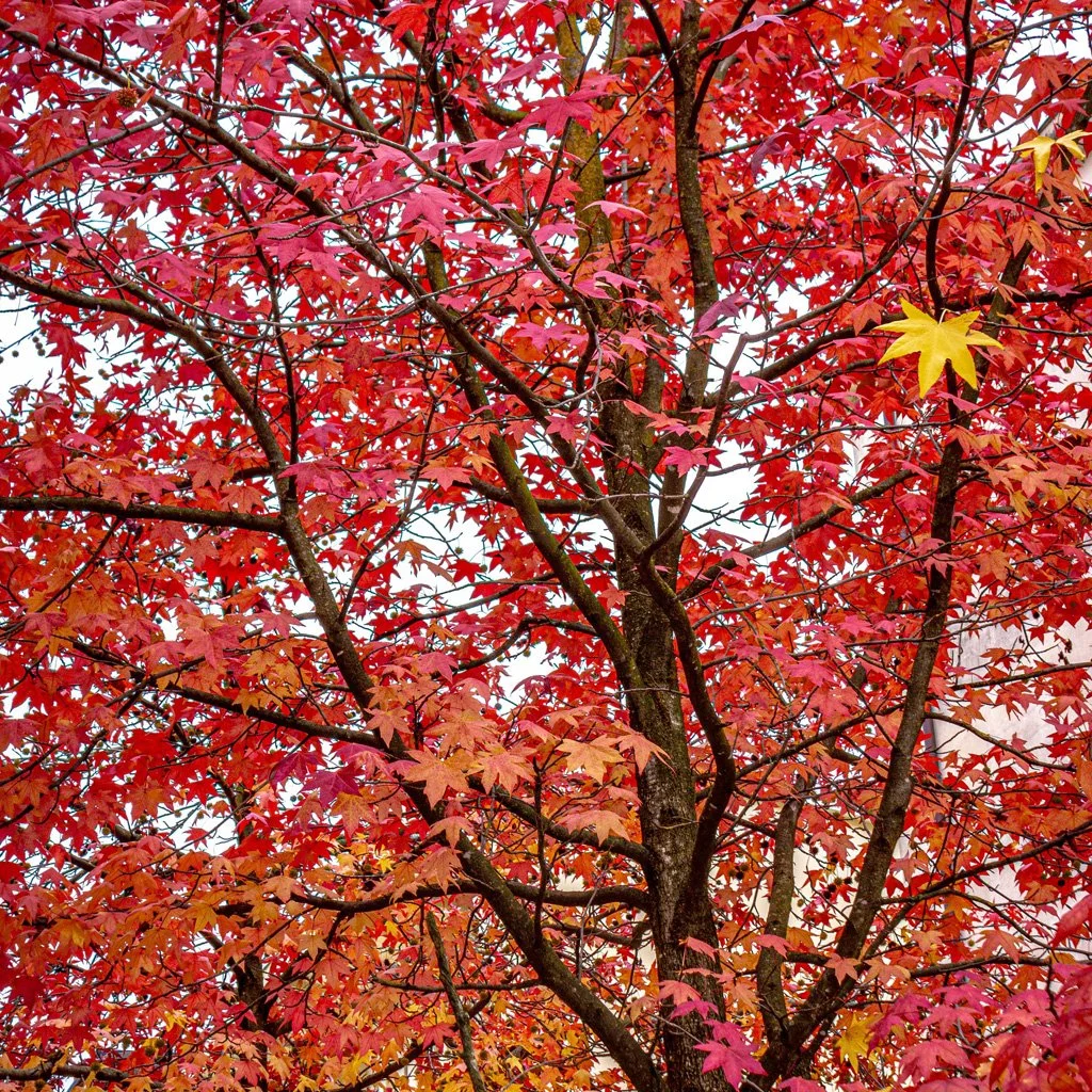 liquidambar-styraciflua-worplesdon-tree-autumn-red-foliage.jpg