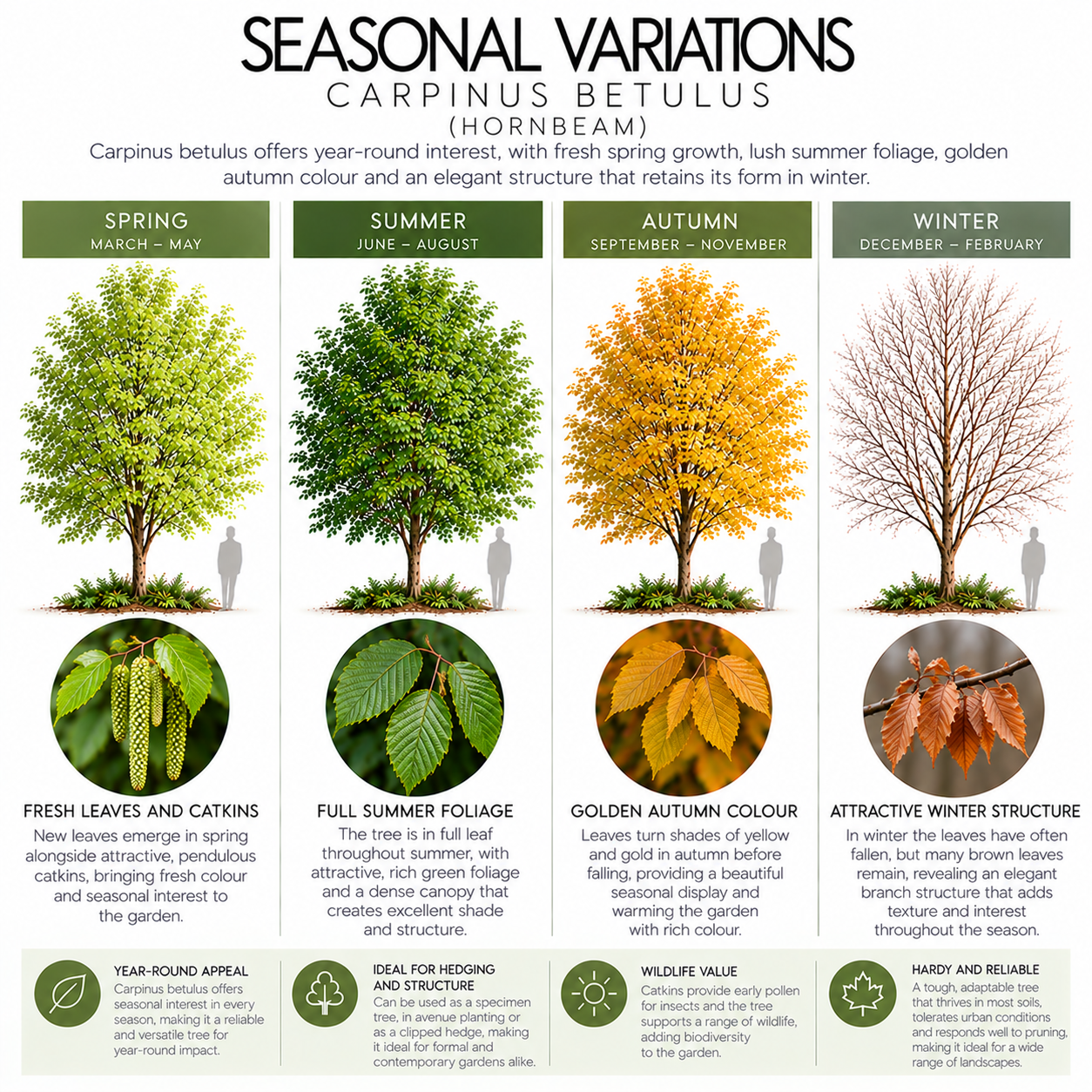 carpinus-betulus-seasonal-variation.png