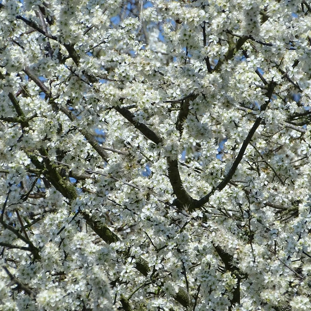 Prunus avium - Wild Cherry Tree