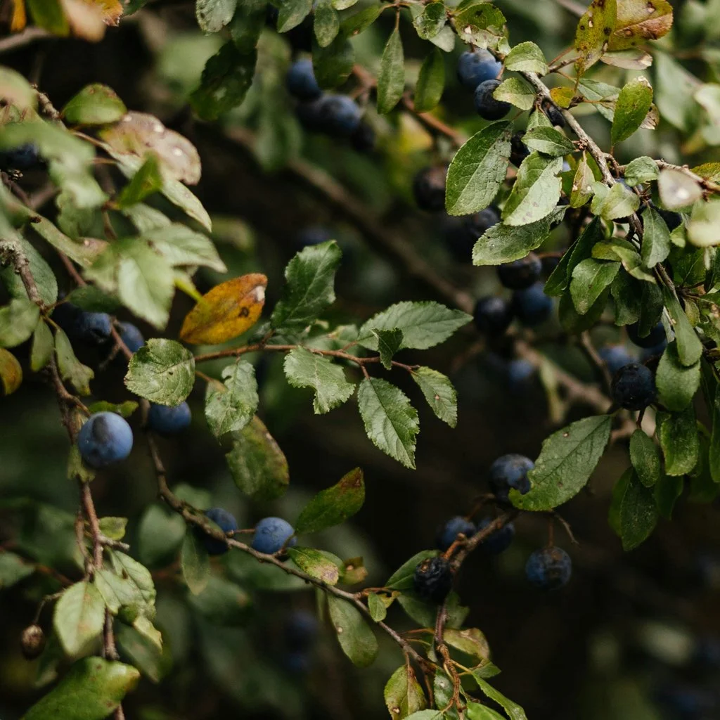 Blackthorn thorny hedging for boundary security