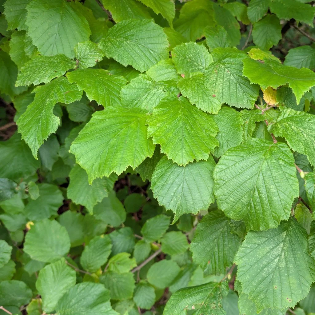corylus-avellana-foliage.jpg