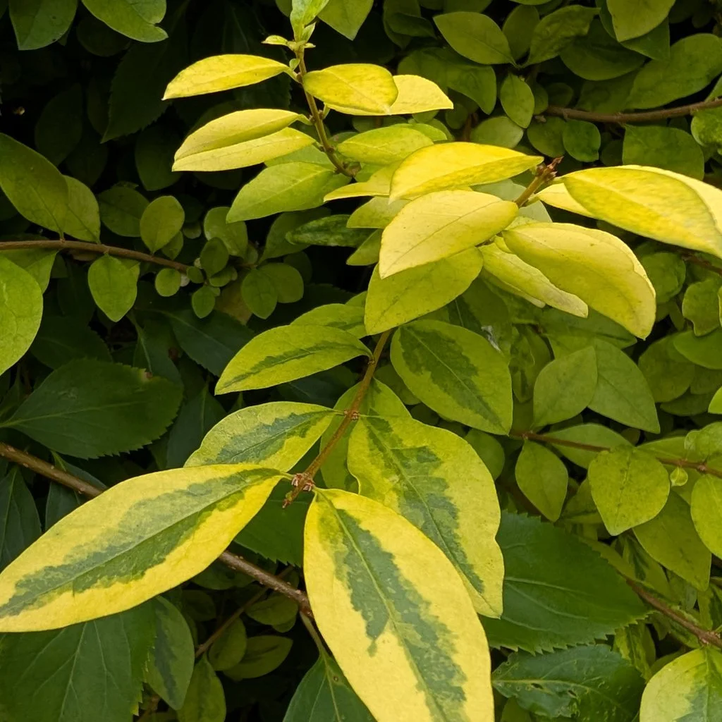 Ligustrum-ovalifolium-Aureum-hedging-foliage.jpg