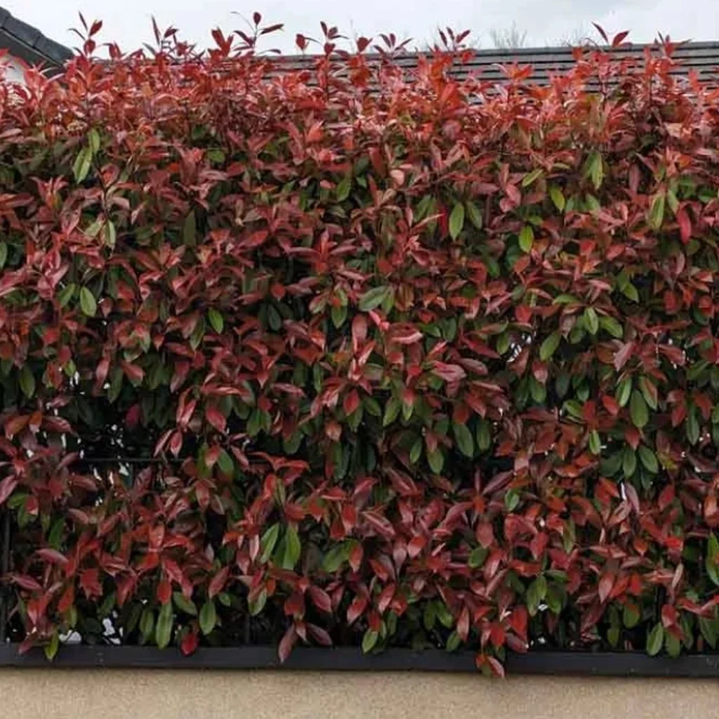 Photinia x fraseri ‘Red Robin’ Hedging (Rootballed)