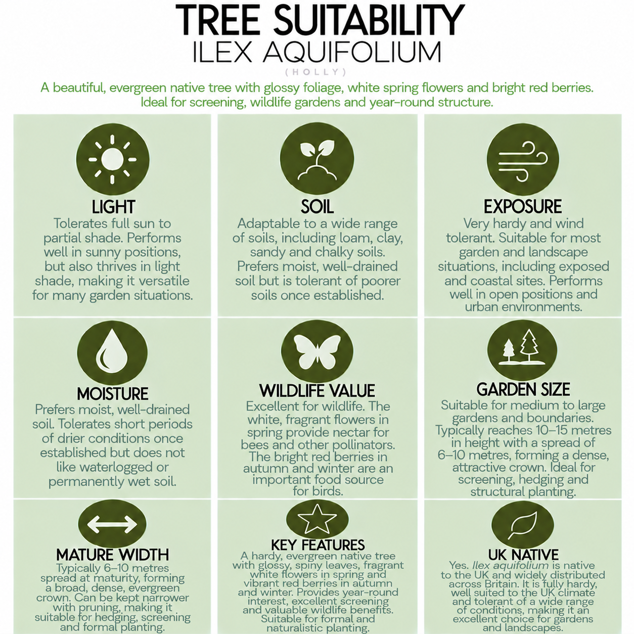 tree-suitability-guide-ilex-aquifolium.png