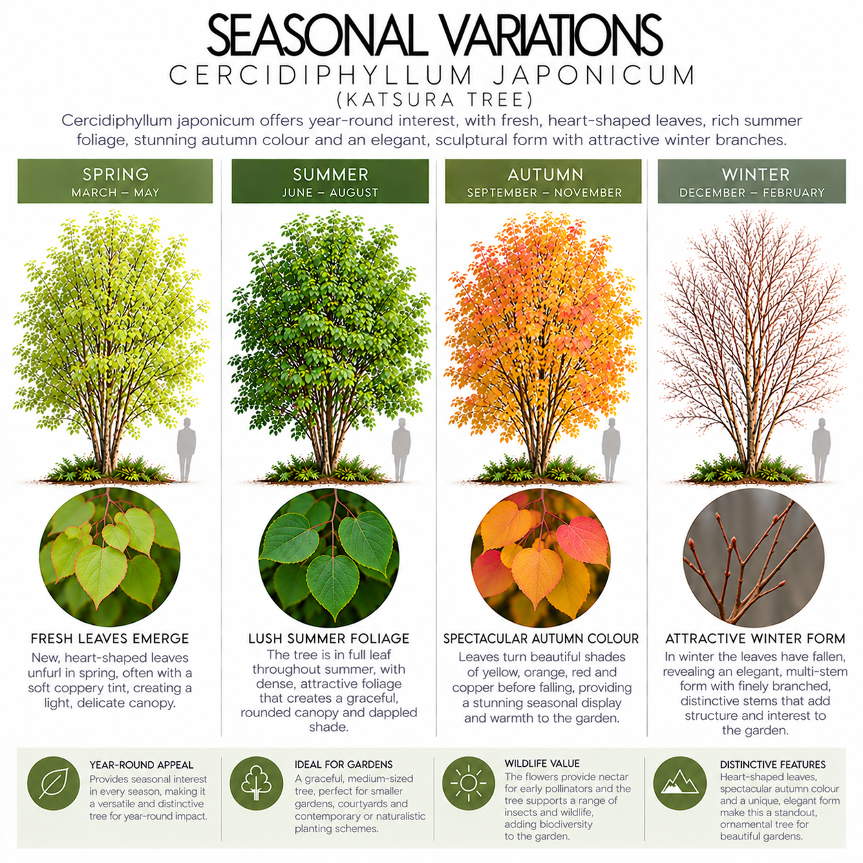 cerodiphyllum-japonicum-seasonal-variation.png