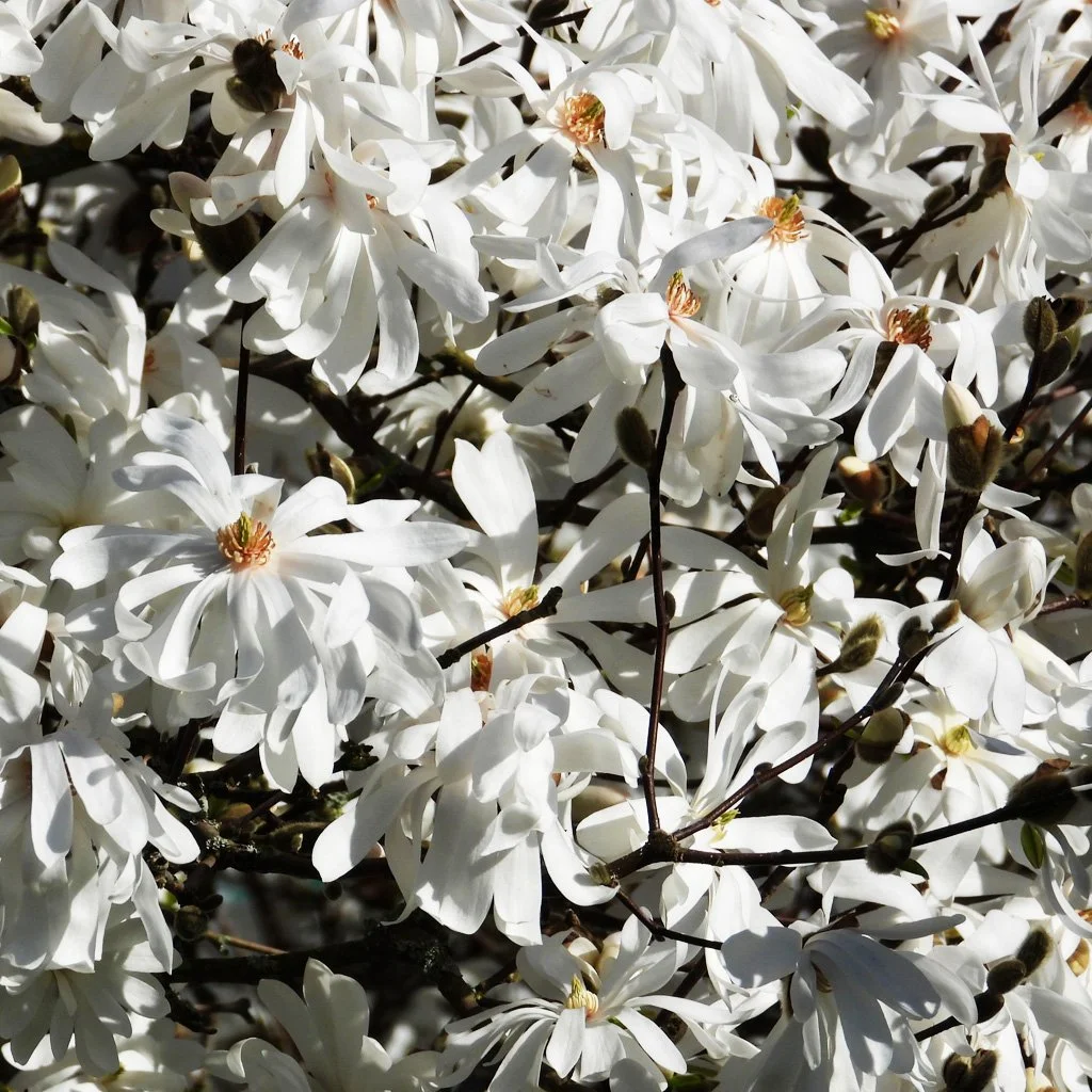 magnolia-stellata-flowers.jpg
