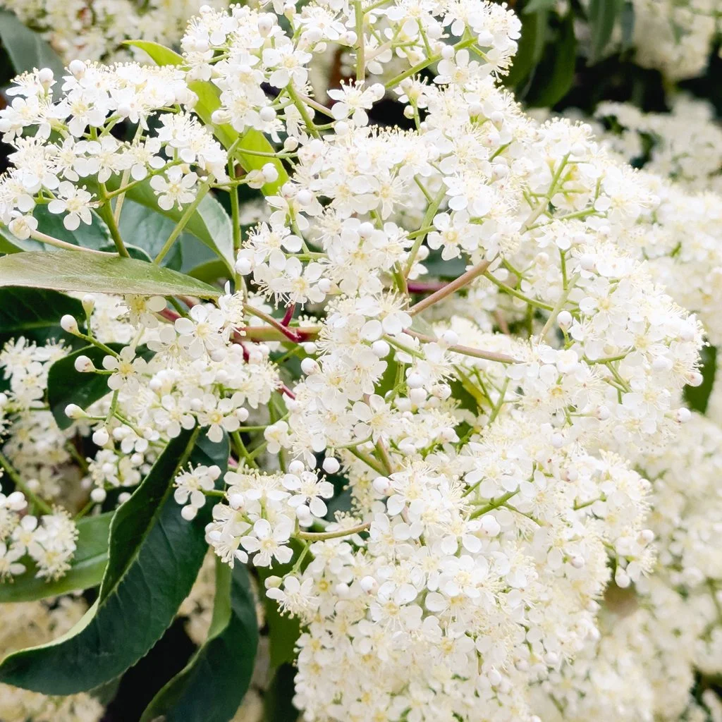 sambucus-nigra-hedge-flowers.jpg