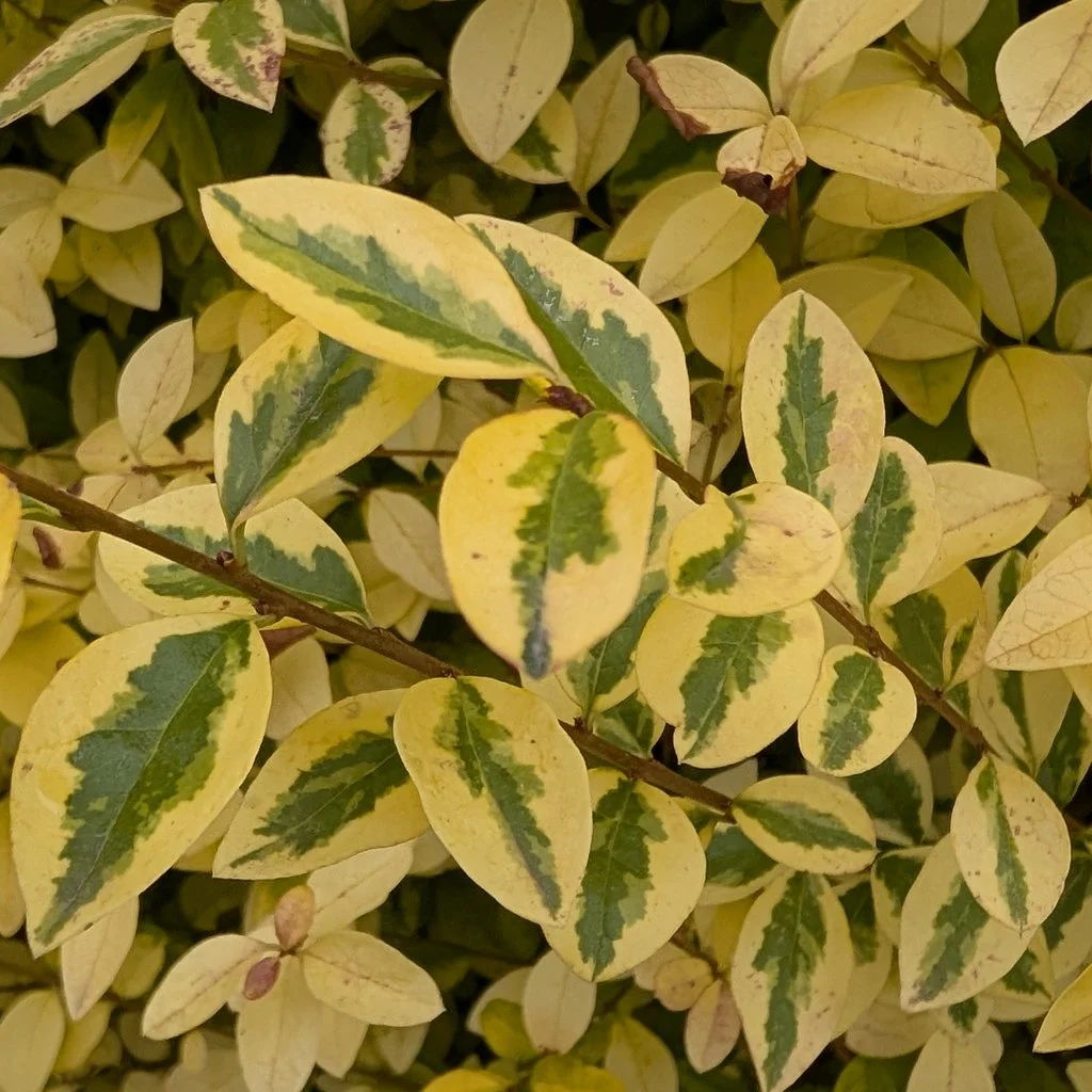Ligustrum ovalifolium 'Aureum' Hedging (Rootballed)