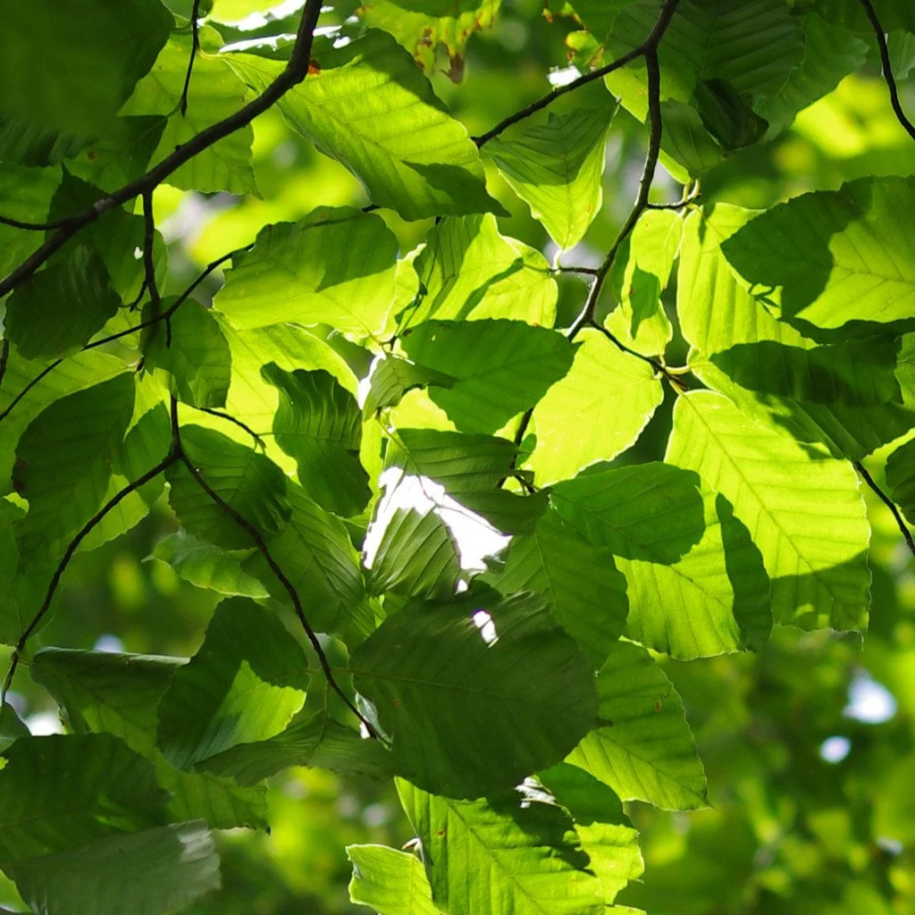 Fagus-sylvatica-hedging-sunlight-summer-foliage.jpg