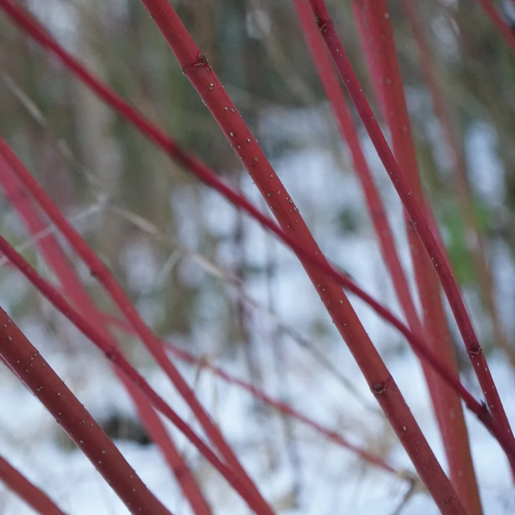 Cornus alba Hedging (Rootballed)