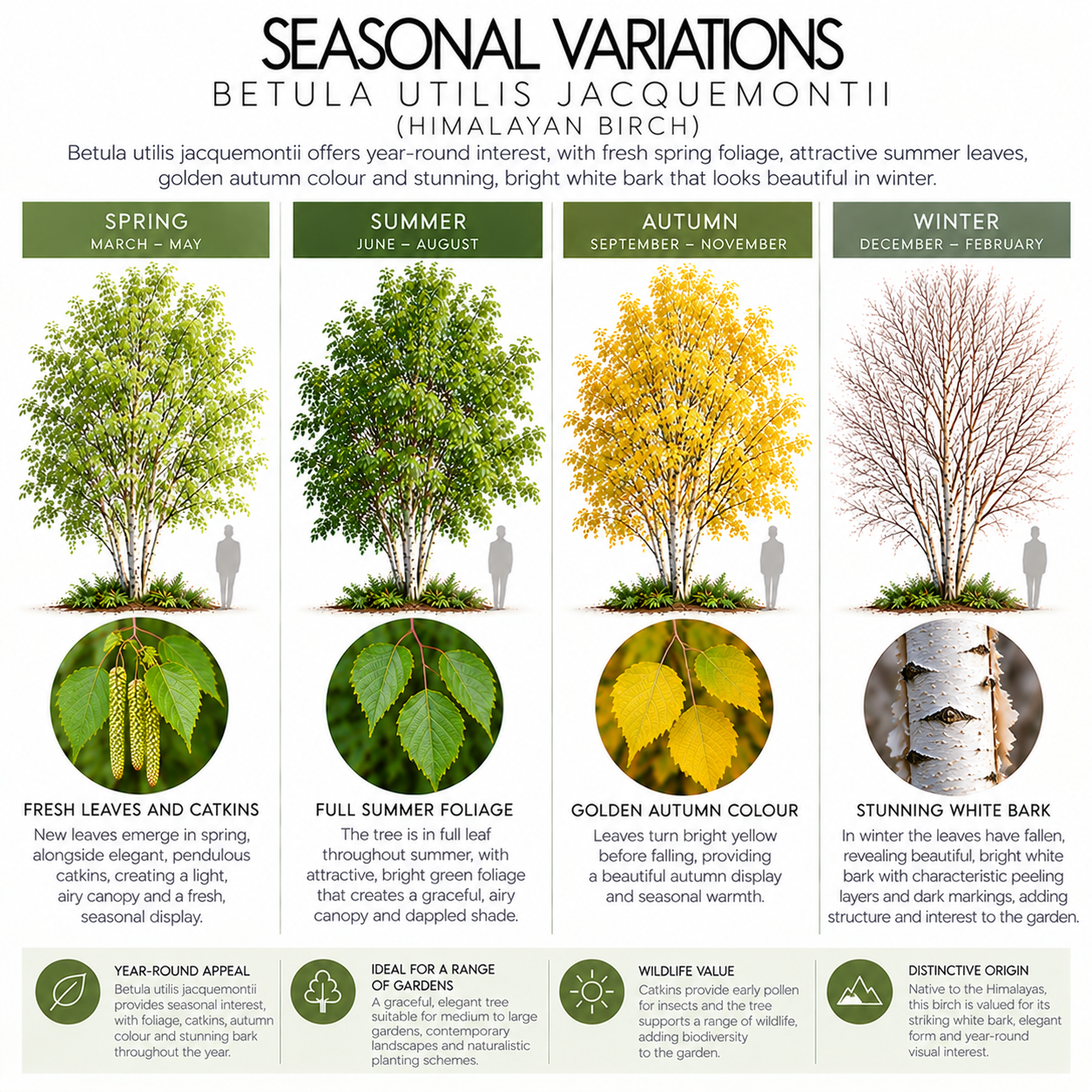betula-utilis-jacquemontii-seasonal-variation.png