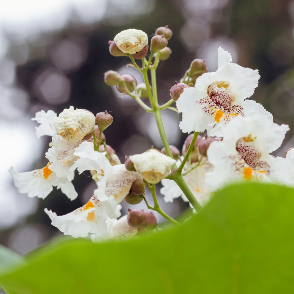catalpa-bignonioides-flowers.jpg