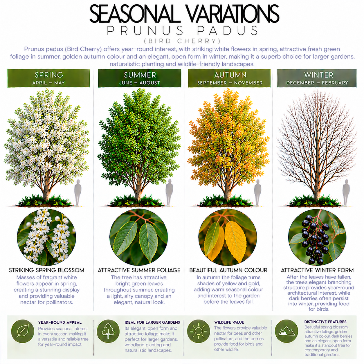 prunus-padus-seasonal-variation.png