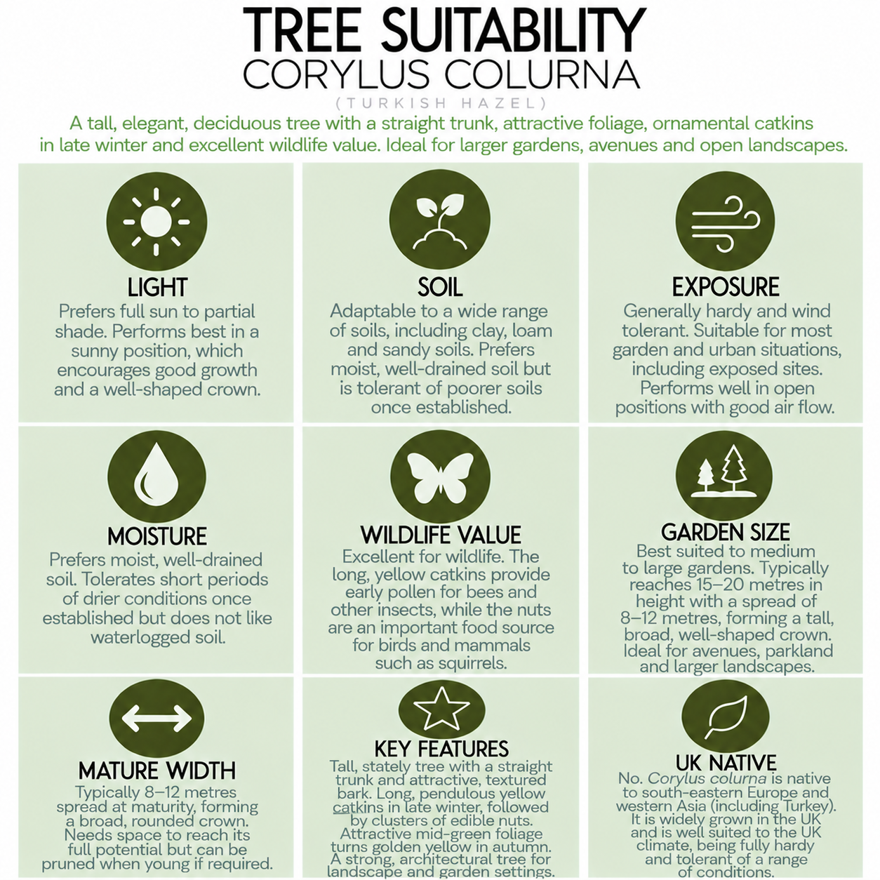 tree-suitability-guide-corylus-colurna.png
