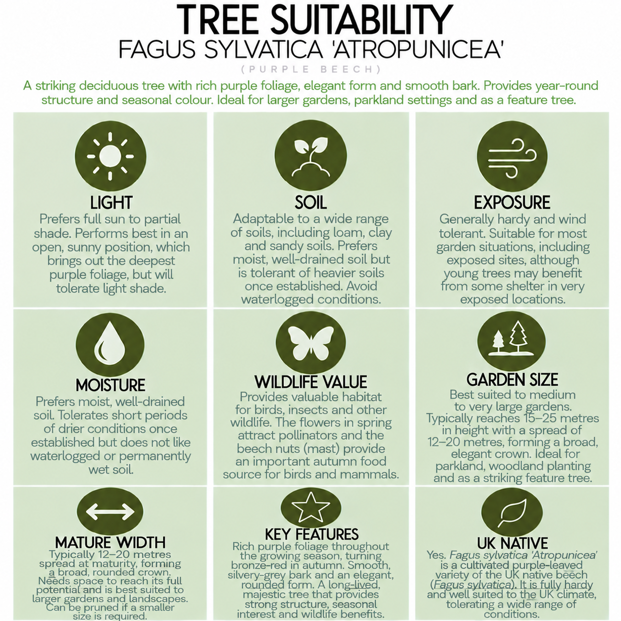 tree-suitability-guide-fagus-sylvatica-atropunicea.png