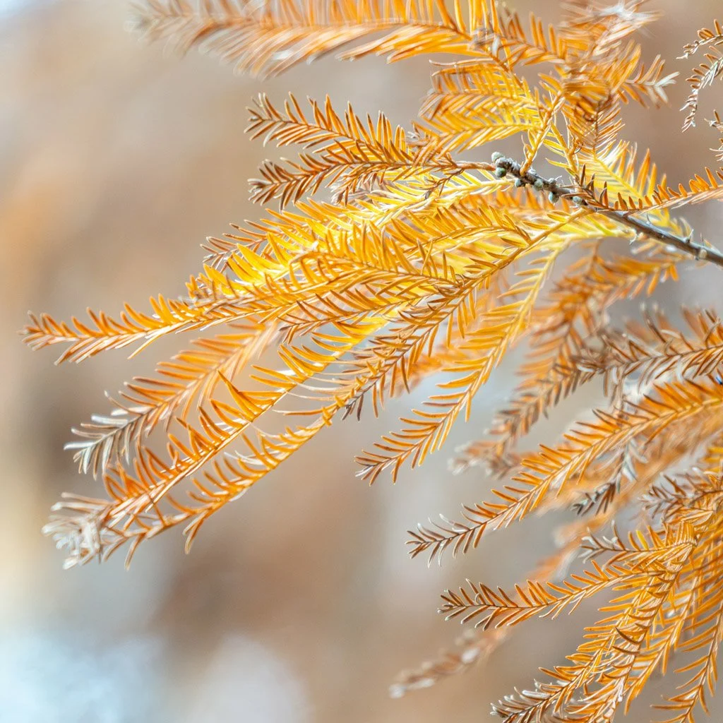 taxodium-distichum-branch.jpg