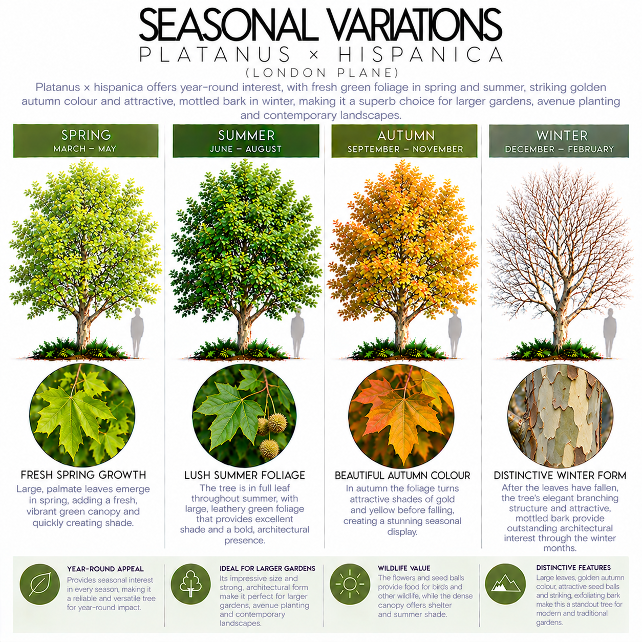 platanus-x-hispanica-seasonal-variation.png