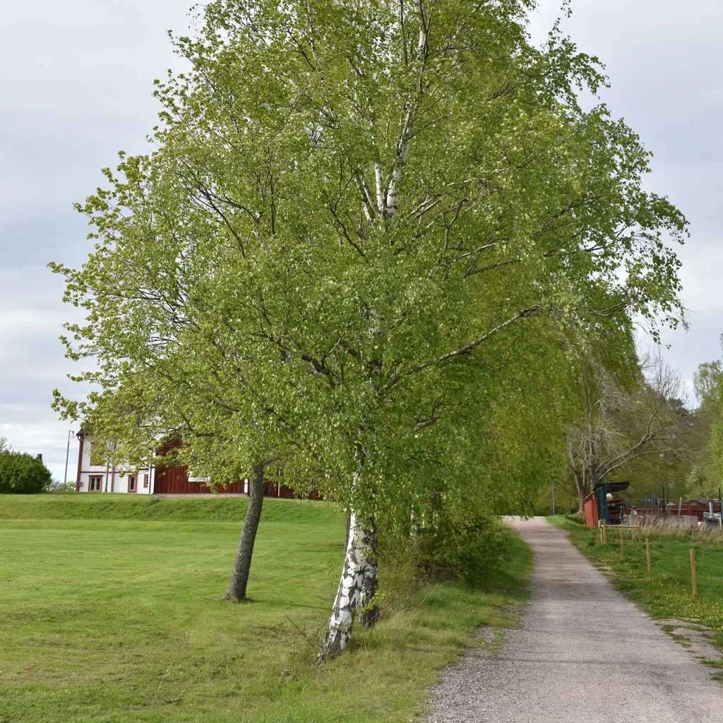 betula-pubescens-tree.jpg