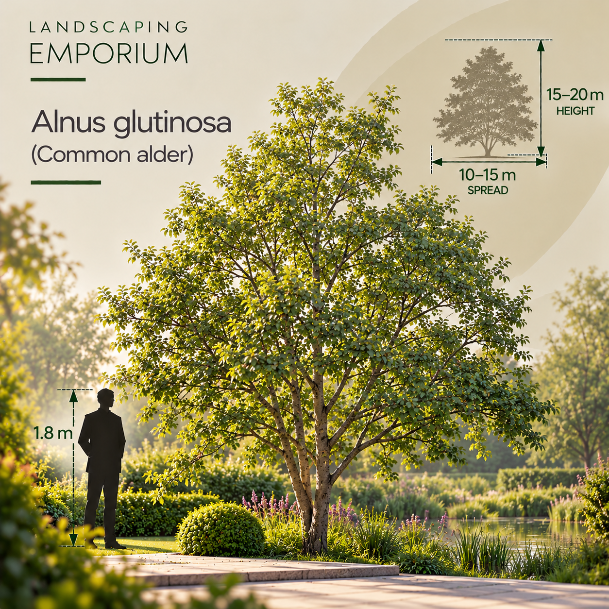 mature-tree-size-diagram-alnus-glutinosa.png