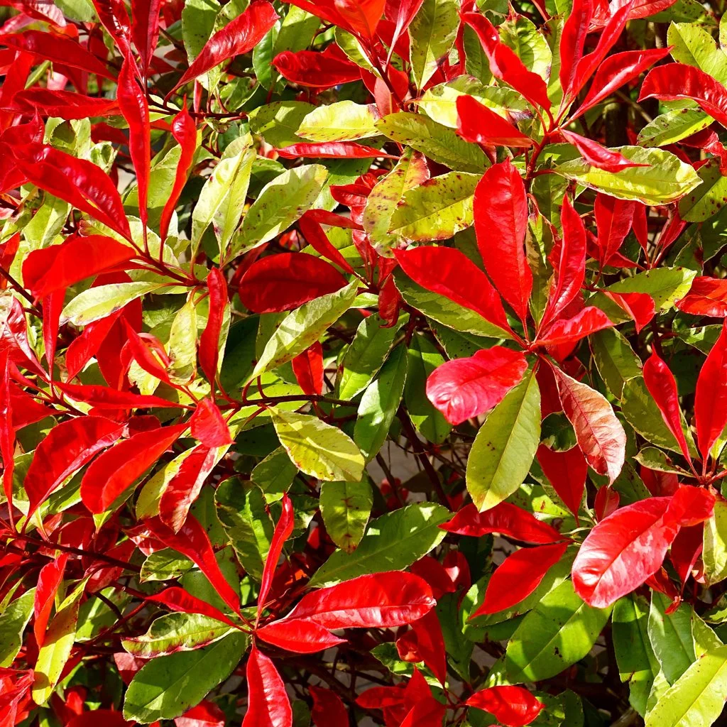 photinia-x-fraseri-red-robin-spring-red-leaves-in-spring.jpg