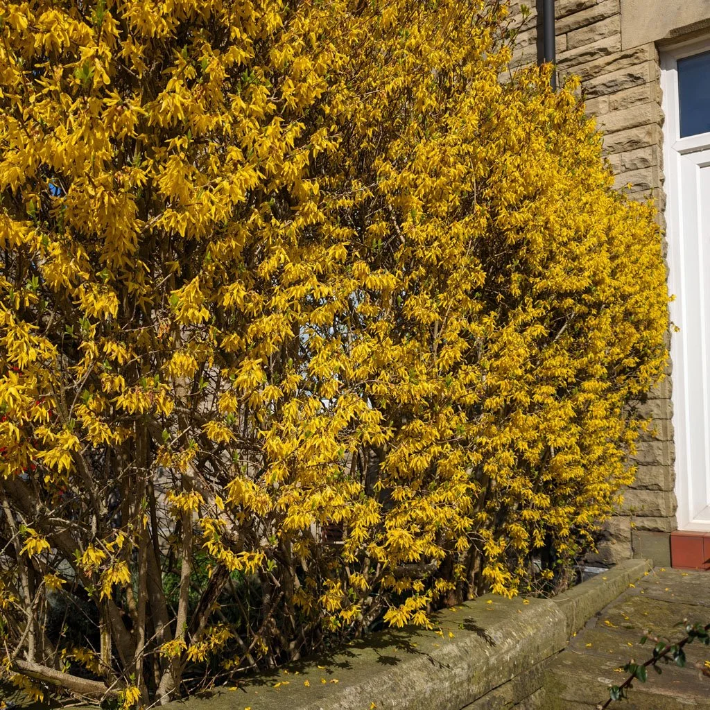 Forsythia-intermedia-Lynwood-Gold-hedge-flowering.jpg