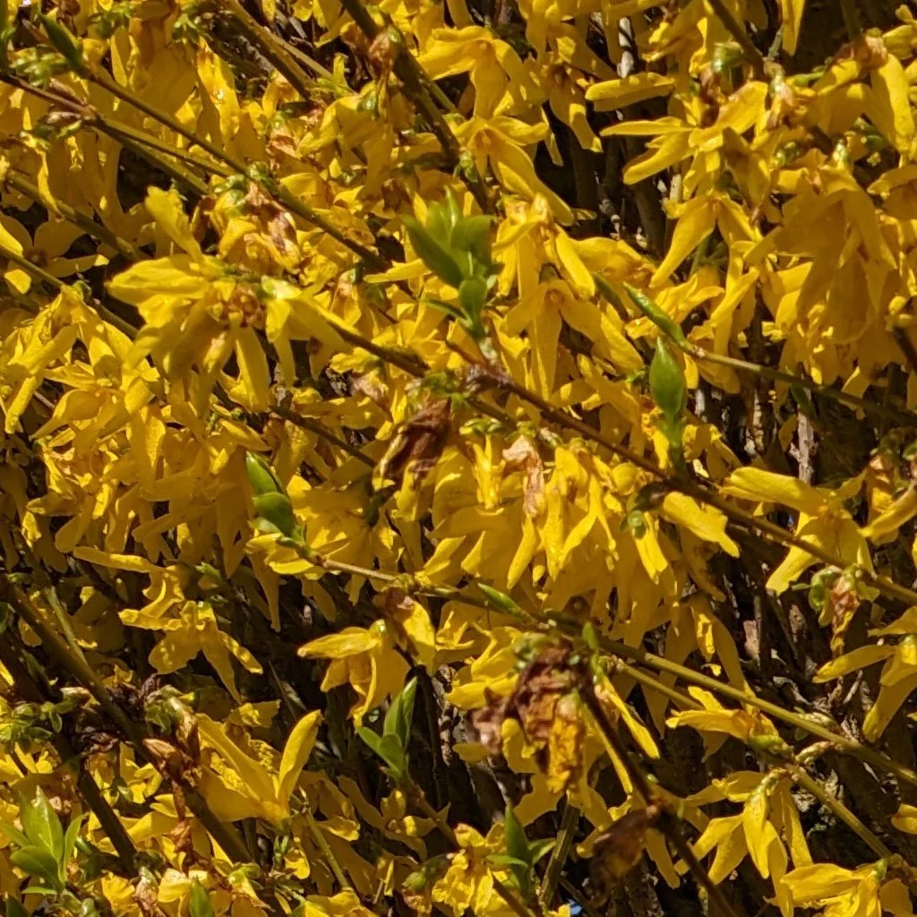 Forsythia-intermedia-Lynwood-Gold-hedging-flowers.jpg