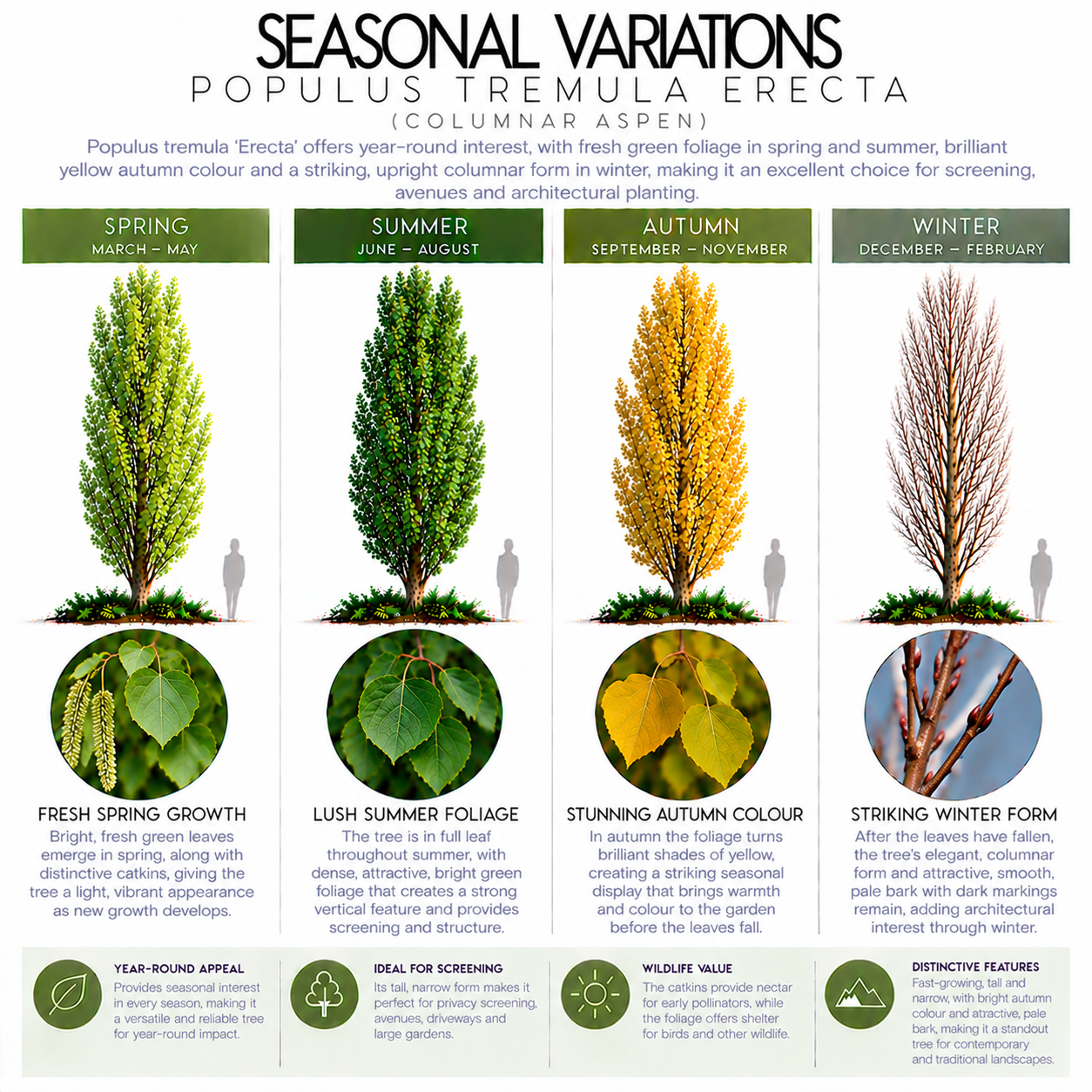 polulus-tremula-erecta-seasonal-variation.png