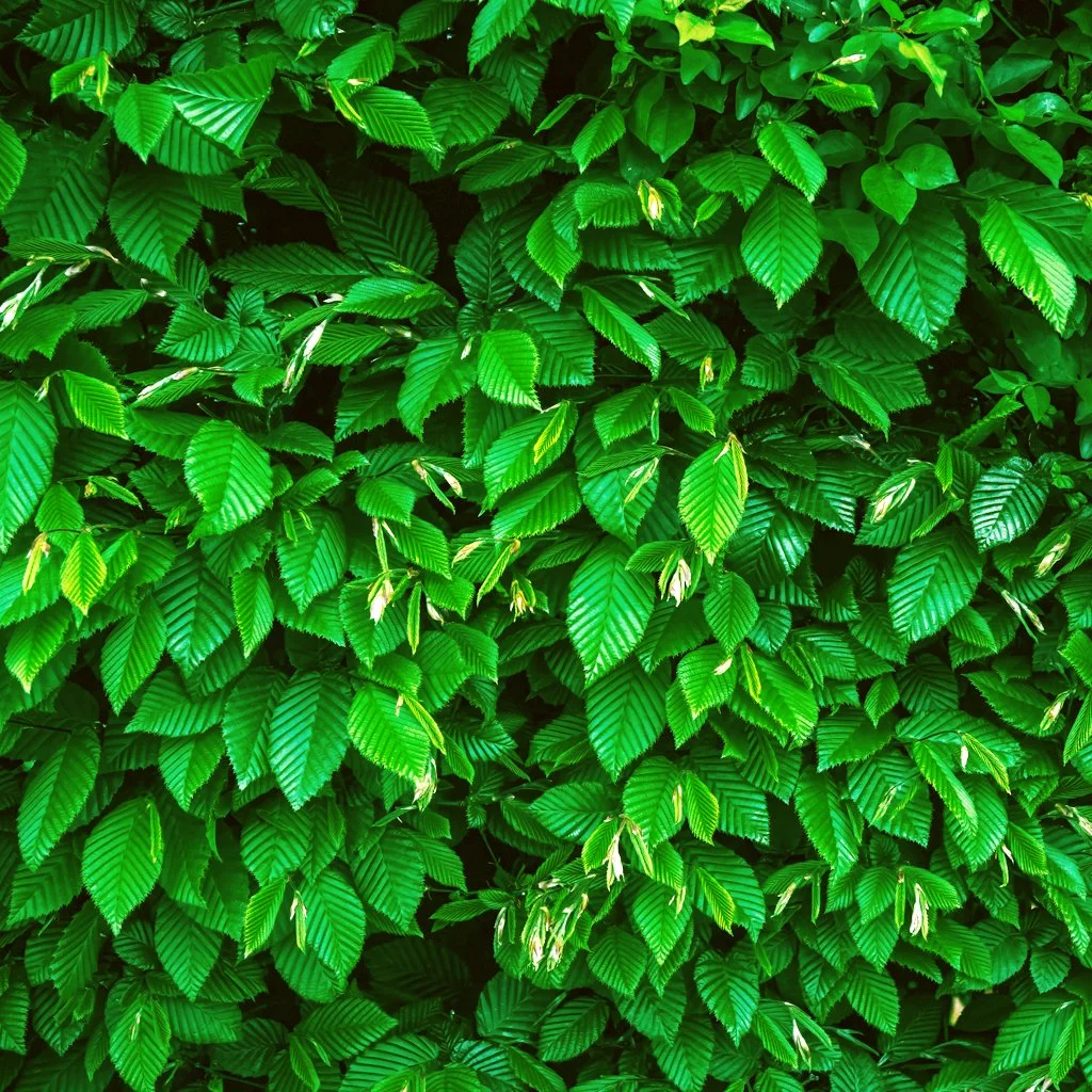 carpinus-betulus-hedging-summer-foliage.jpg