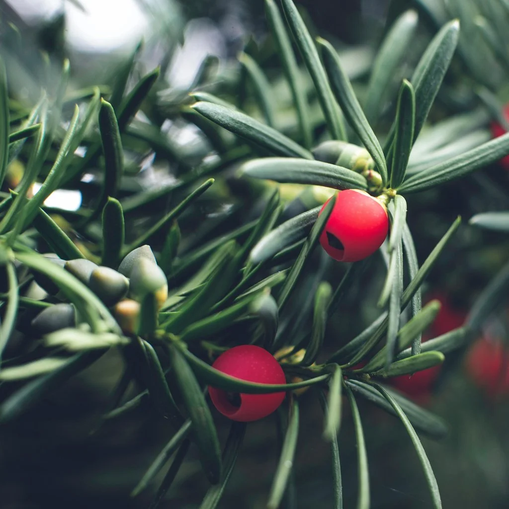 taxus-baccata-hedging-fruit.jpg