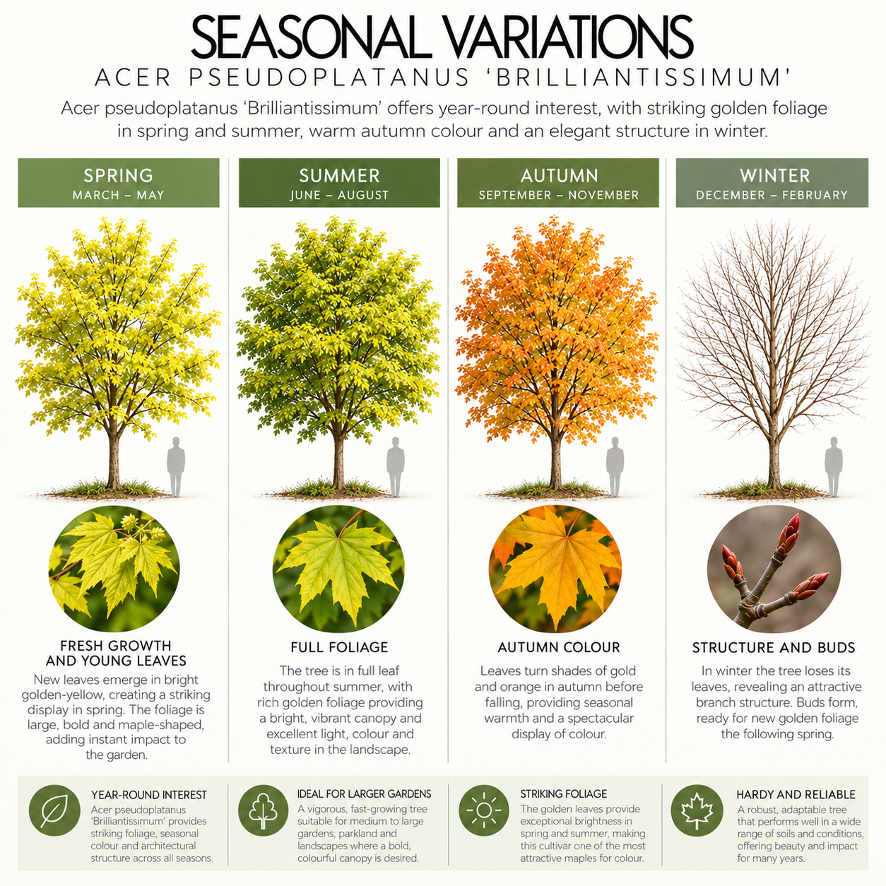 acer-pseudoplatanus-brilliantissimum-seasonal-variation.png