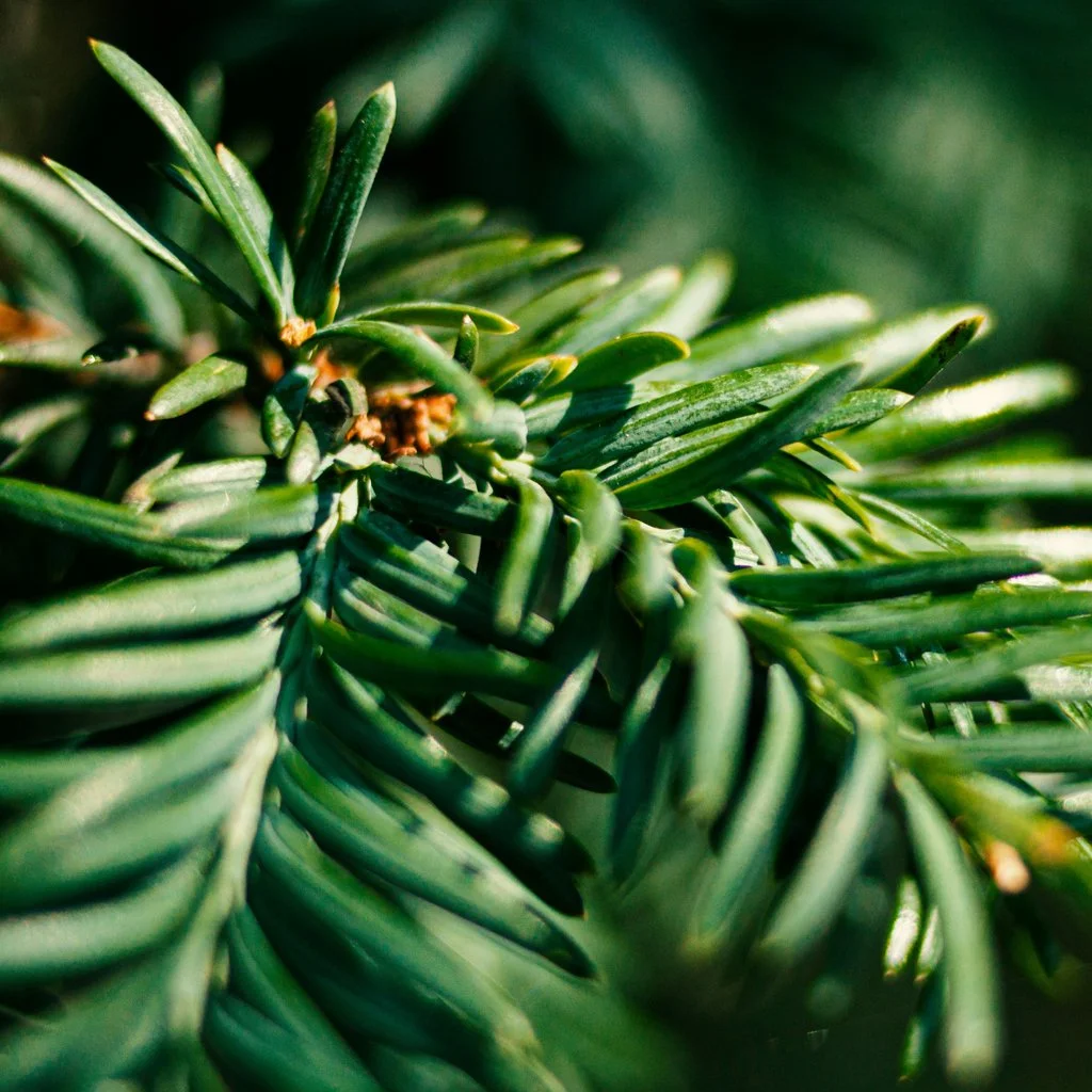 taxus-baccata-hedge-foliage.jpg