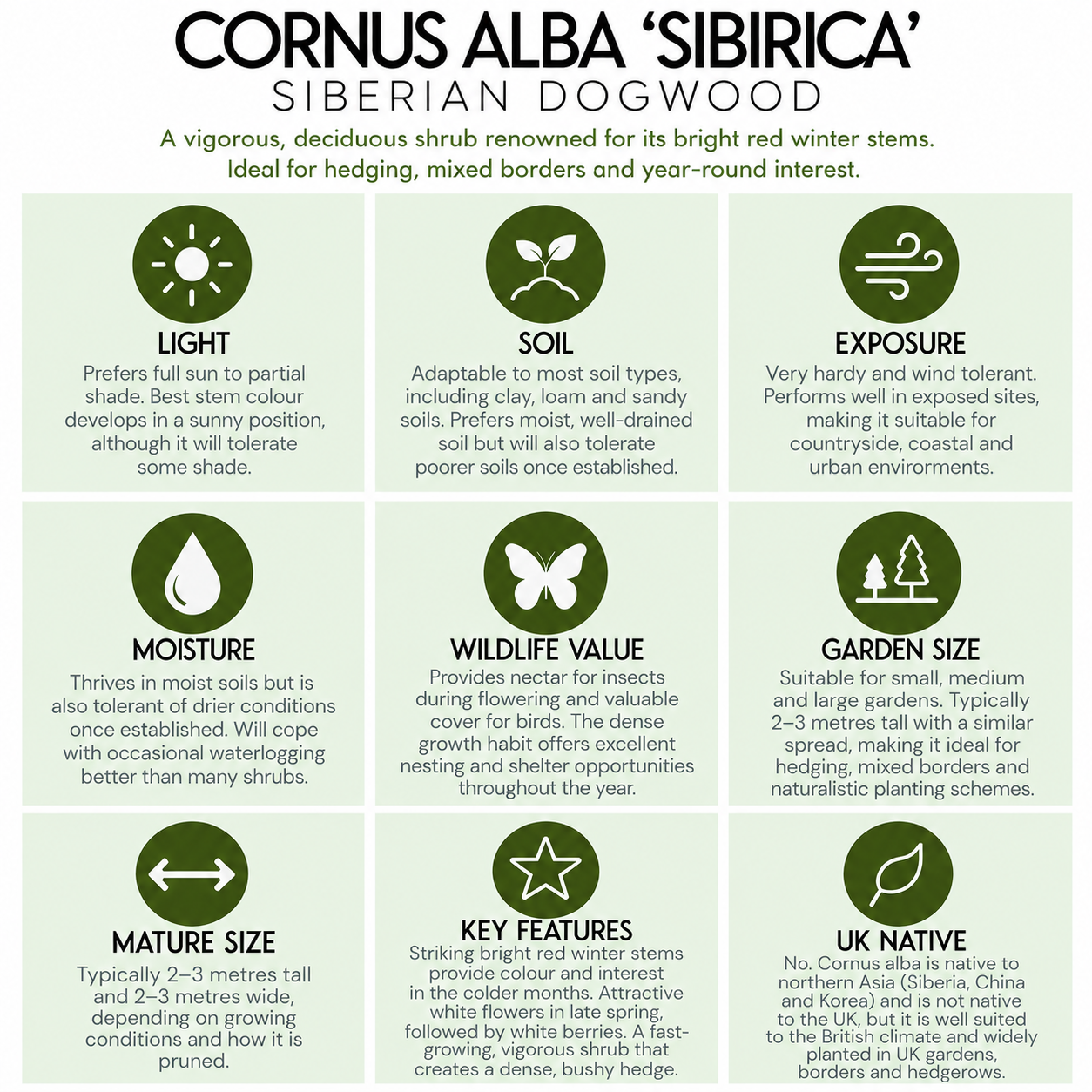 tree-suitability-guide-cornus-alba-sibirica.png