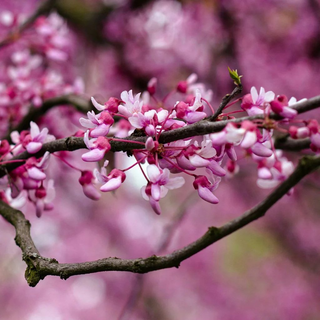 cercis-candenisis-spring-flowers.jpg