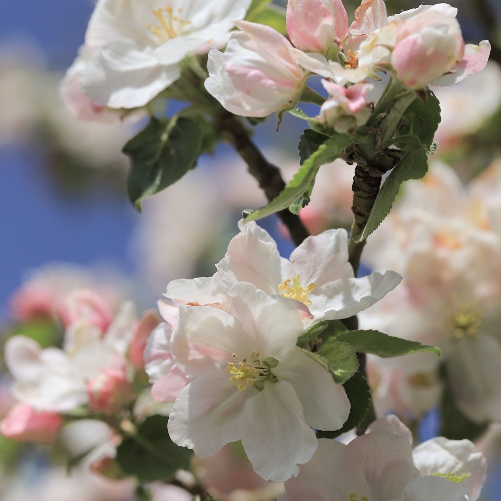 malus-evereste-flowers.jpg