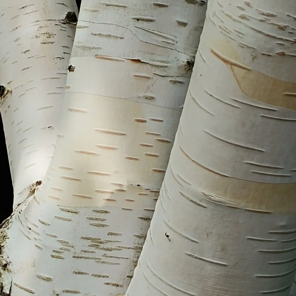 Betula utilis jacquemontii – Himalayan Birch Tree